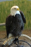 Eagle1